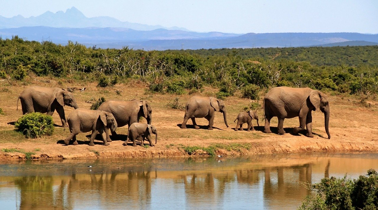 Слон - животные Африки