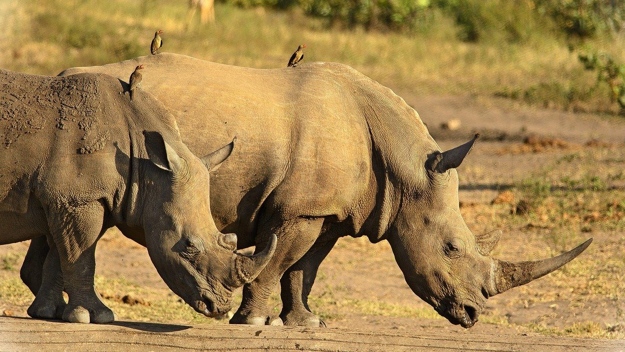 Носороги - среда обитания.