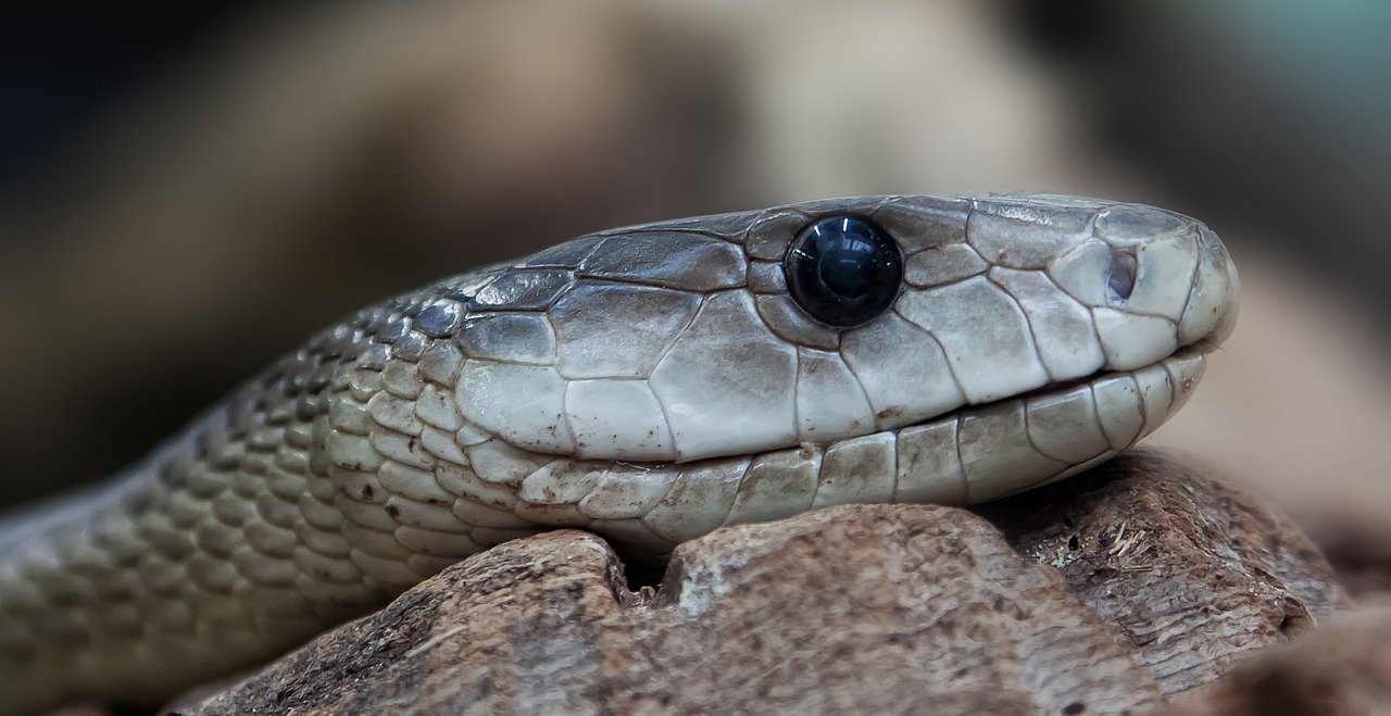 5 самых ядовитых змей в мире и на планете