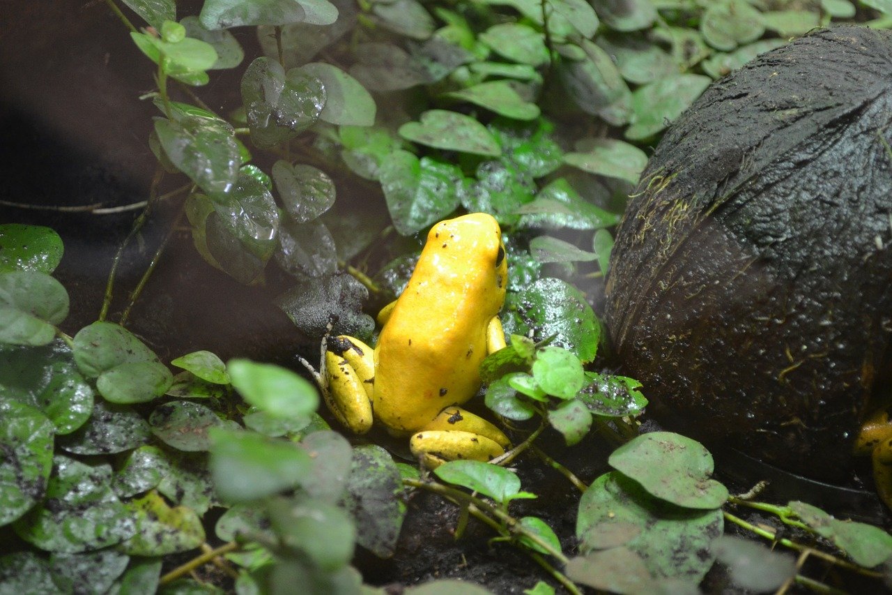 Ужасный листолаз - самая ядовитая лягушка в мире. Интересные факты, описание, размножение